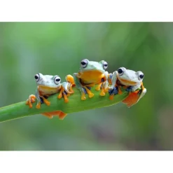 Bluebird Puzzle Puzzle Friendly Frogs