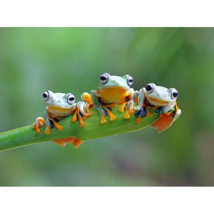Bluebird Puzzle Puzzle Friendly Frogs