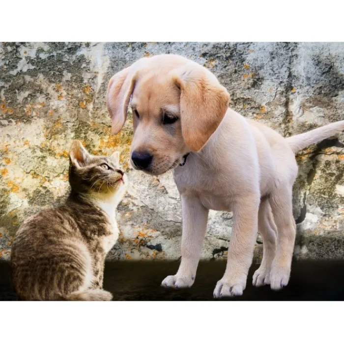 Bluebird Puzzle Puzzle Kitten and Puppy