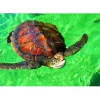 Bluebird Puzzle Puzzle La Réunion - Tortue de Mer
