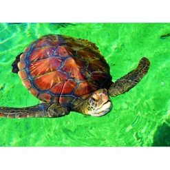 Bluebird Puzzle Puzzle La Réunion - Tortue de Mer